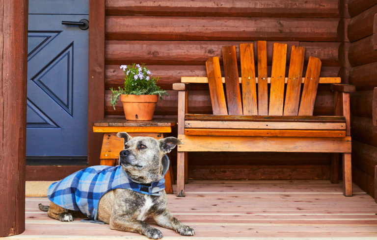 Dog sitting outside cabin