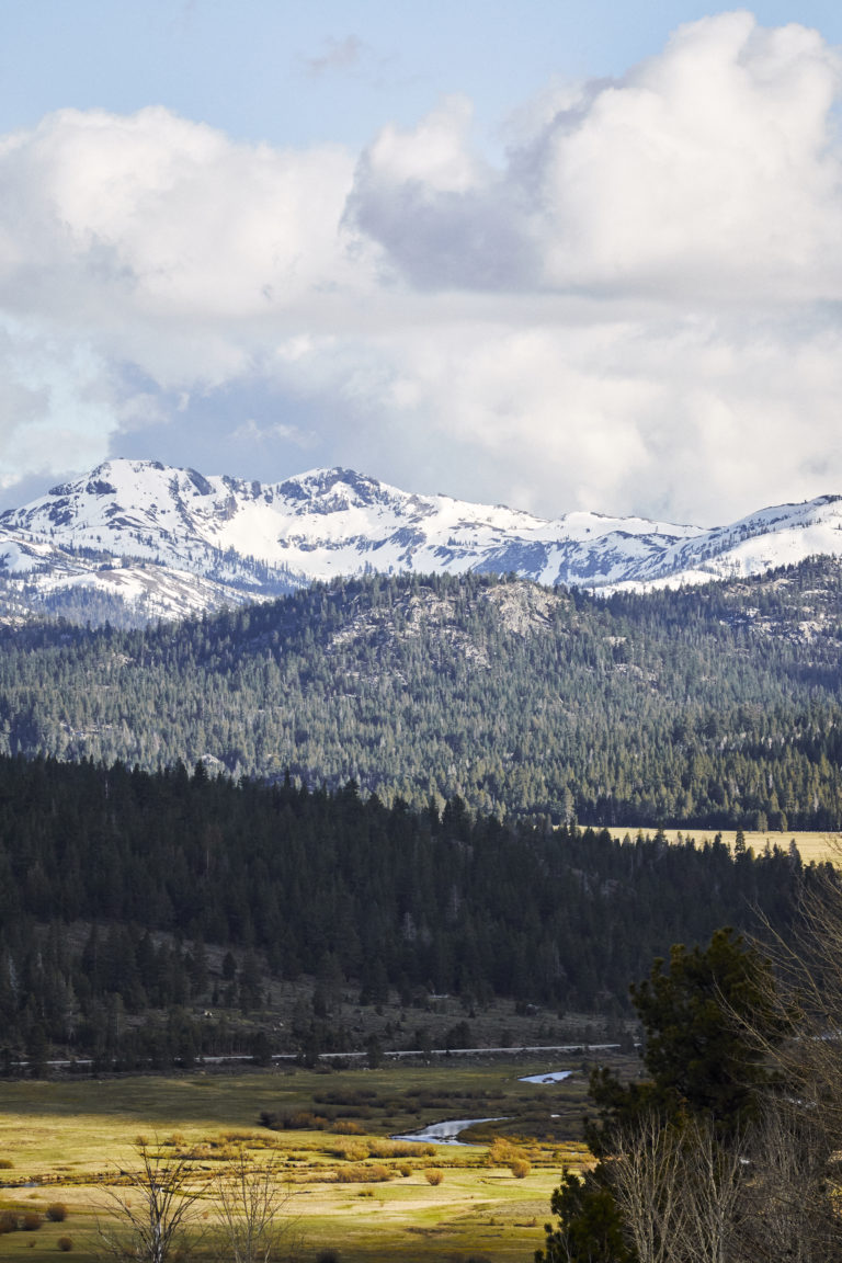 Landscape photo of a forrest and snow covered mountains in the distance