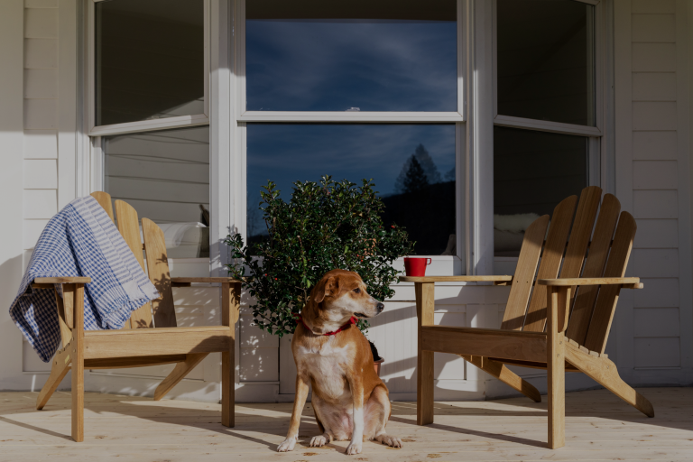 Windham guestroom balcony with dog sitting