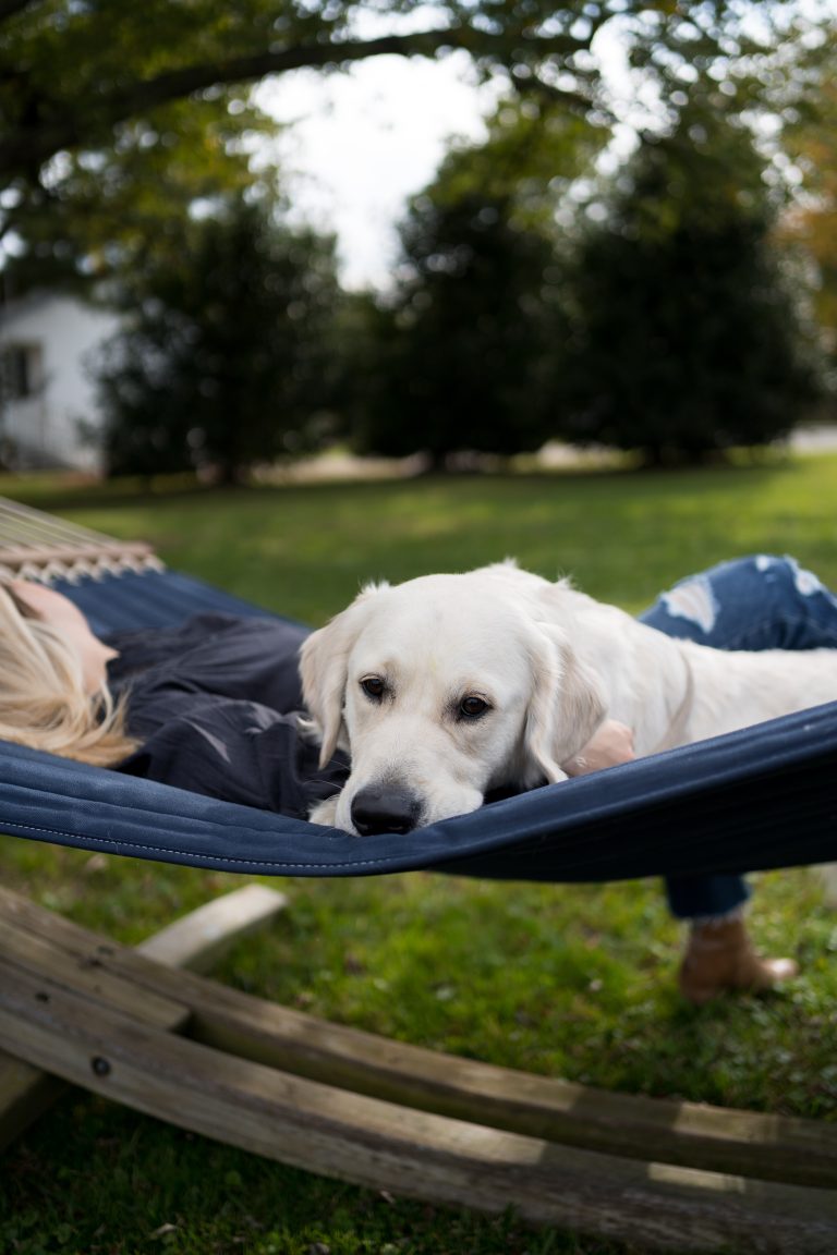 dog sitting on hammock