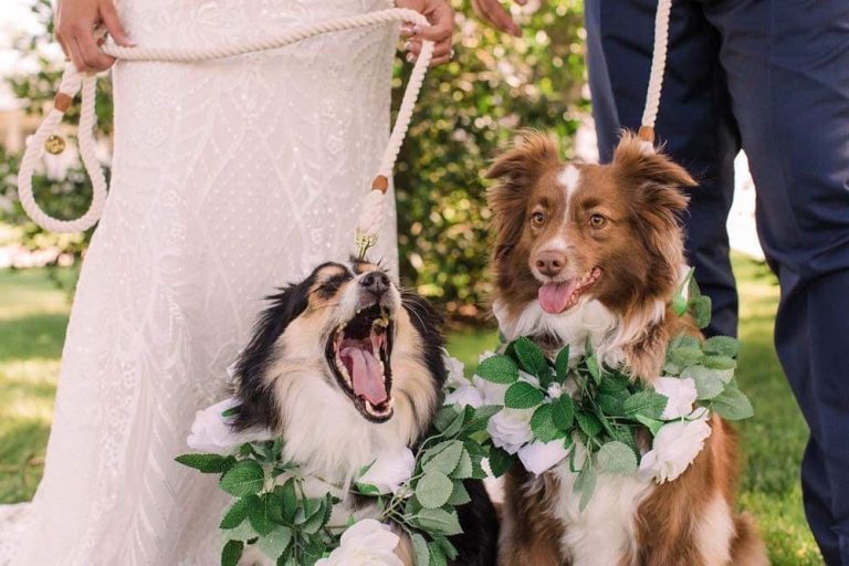 dogs with bride and groom
