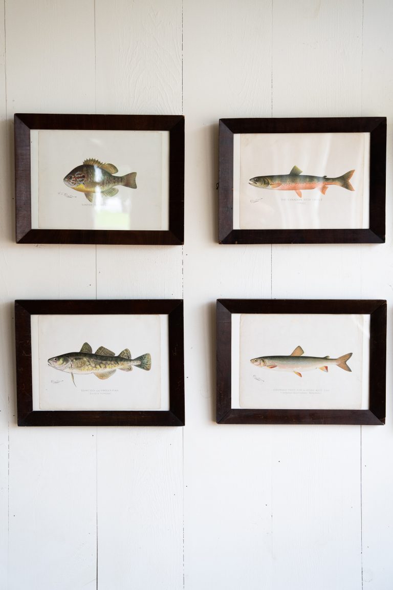 fish portraits