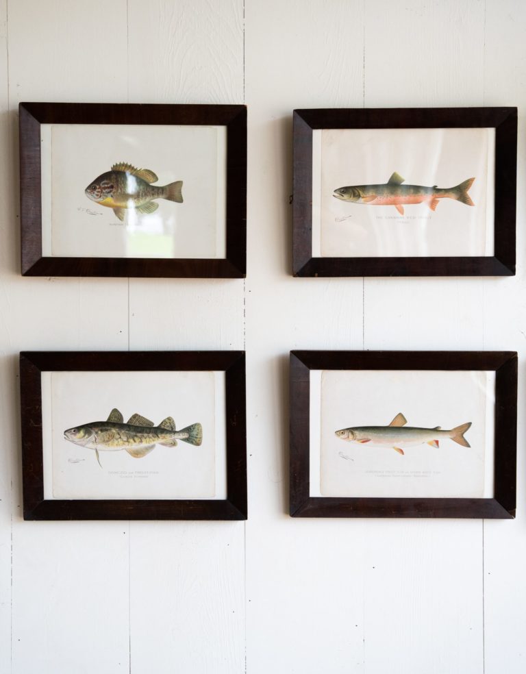 fish portraits