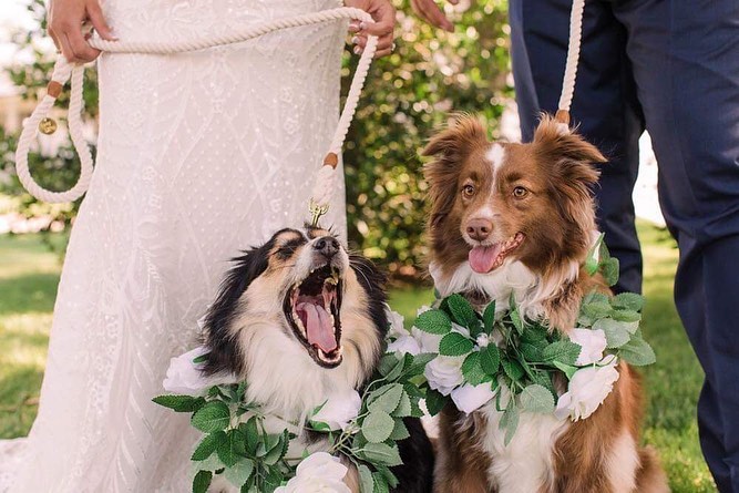 Dogs at wedding
