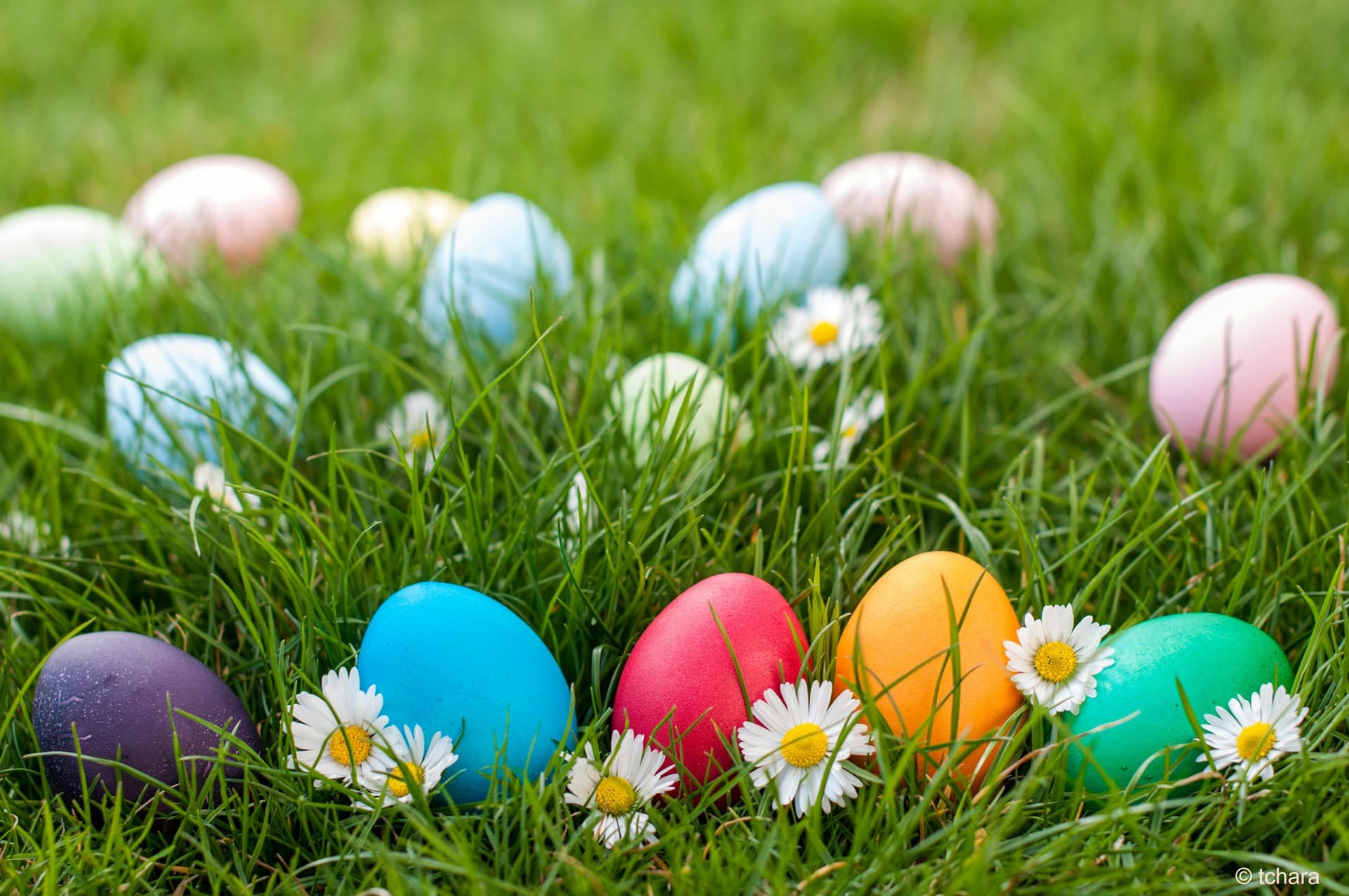 Easter egg hunt | wylder hotels